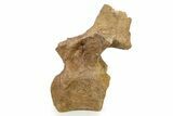 Fossil Hadrosaur Dorsal Vertebra w/ Metal Stand - South Dakota #339117-3
